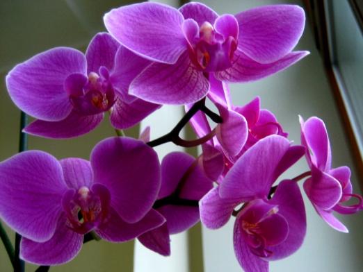 Wie blüht die Orchidee?