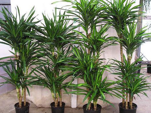 Wie man eine Dracaena beschneidet?