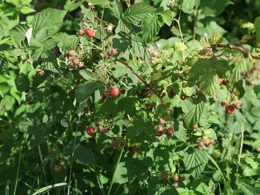 Wie schneidet man Himbeeren?