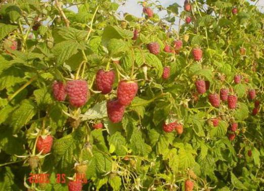 Wie man Himbeeren anbaut?