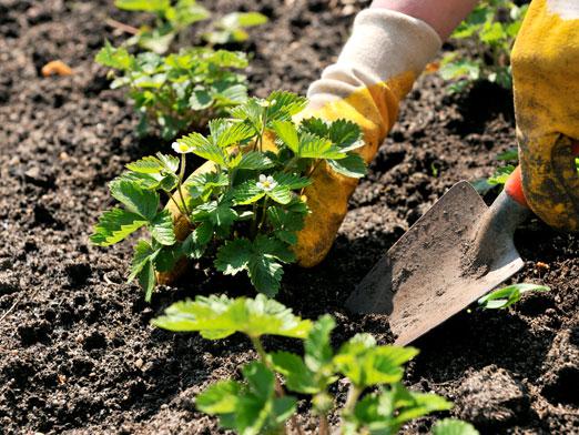 Wann sollte man Erdbeeren verpflanzen?