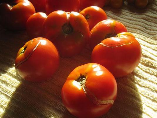 Warum knacken Tomaten?