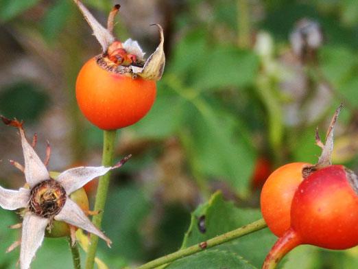 Wie nützlich ist die Heckenrose?