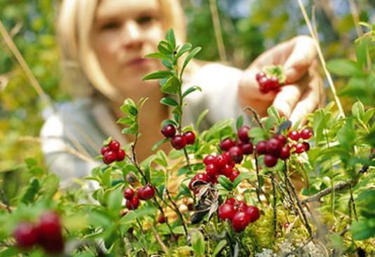 Wie sammle ich Beeren?