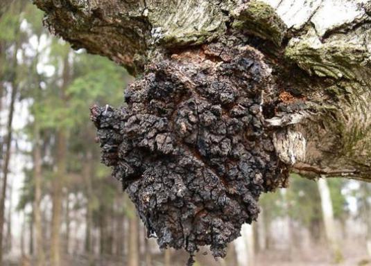 Wie brüht man Chaga?