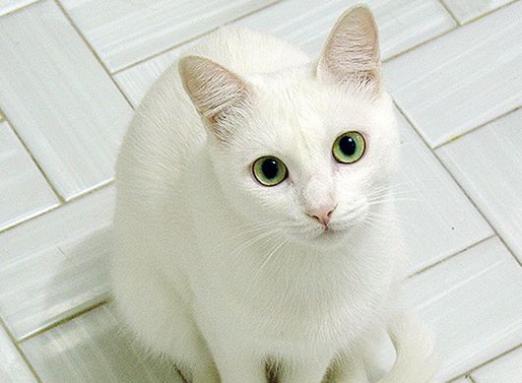 Warum von einer weißen Katze träumen?