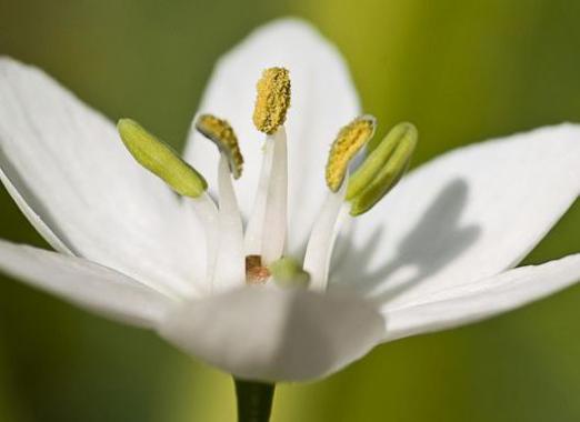 Warum träumt eine weiße Blume?