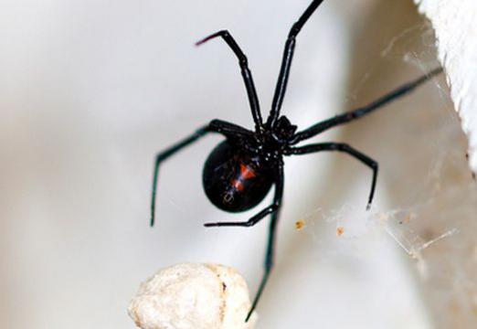 Warum träumt eine schwarze Spinne?