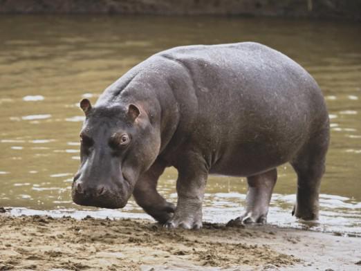 Was brauchen Sie, um ein Nilpferd zu fangen?