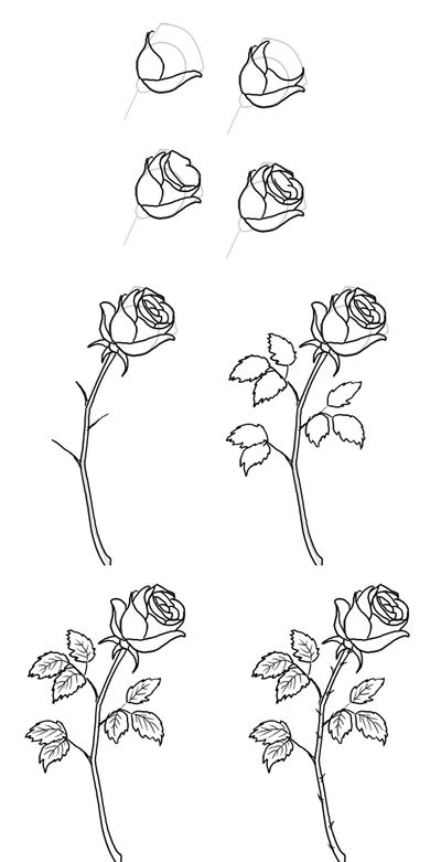 Wie zeichne eine Rose in Bleistift in Etappen?