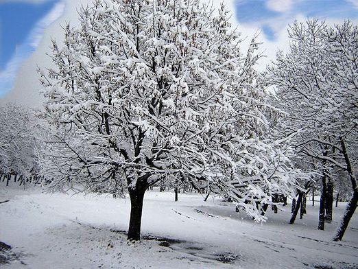 Wie überwintern Bäume?