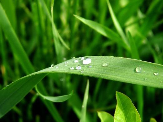 Warum ist das Gras grün?