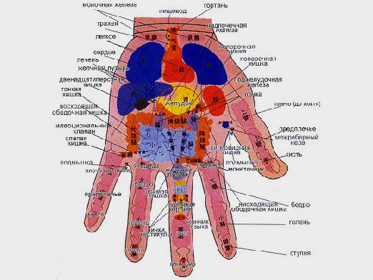 Welcher Finger ist für welches Organ verantwortlich?