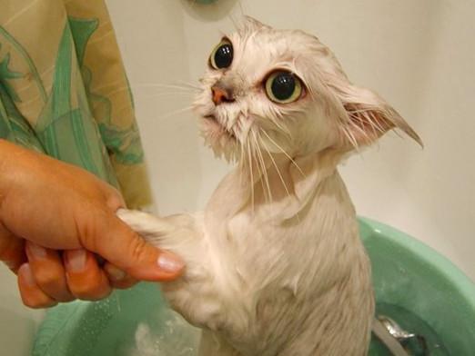 Als eine Katze zu waschen?