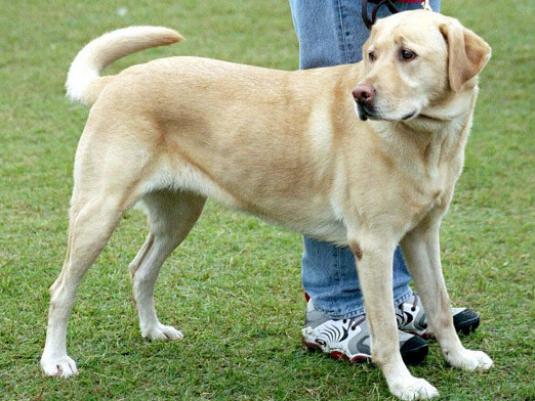 Wie man einen Labrador nennt?