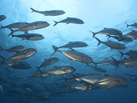 Wie schwimmen Fische?