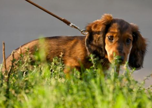 Wie kann man den Hund an die Straße gewöhnen?