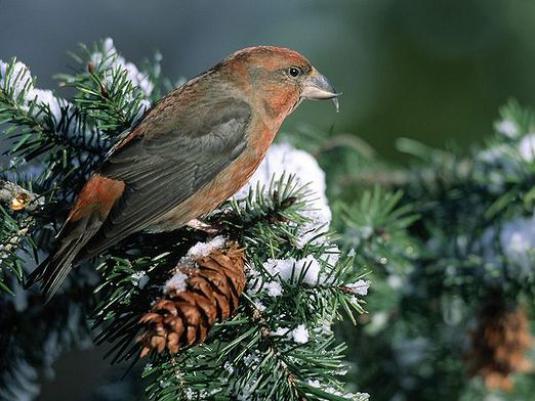 Welcher Vogel zeigt die Küken im Winter?