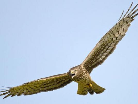 Was sind Vögel?