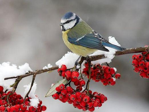 Welche Vögel überwintern?