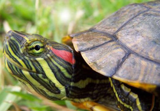 Warum ist die Schildkröte rot-eared?