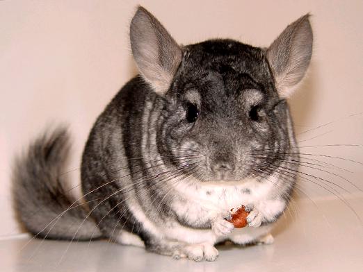 Wie viele leben Chinchillas?